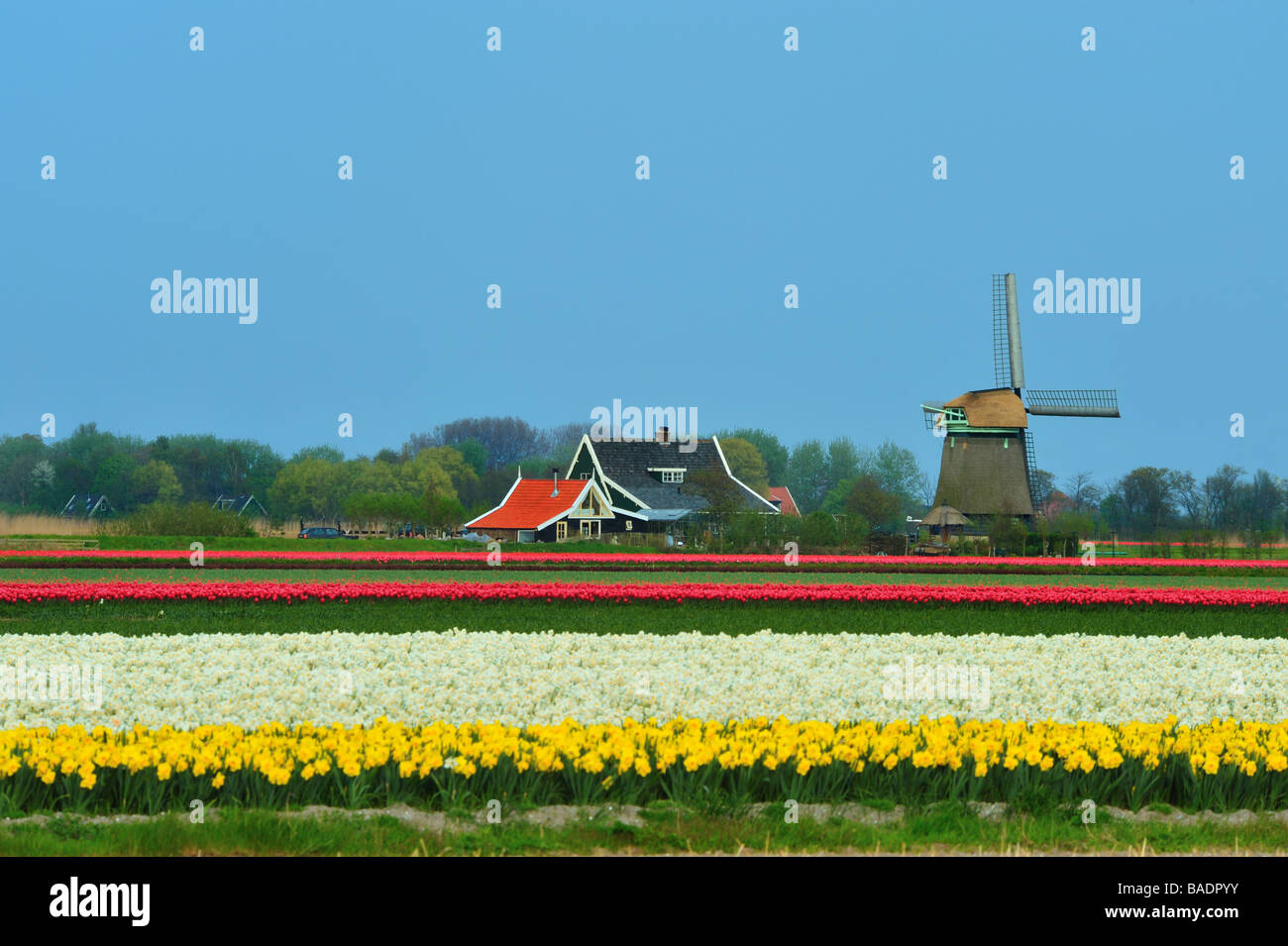 Colorato in campo di tulipani e mulino a vento nei Paesi Bassi Foto Stock