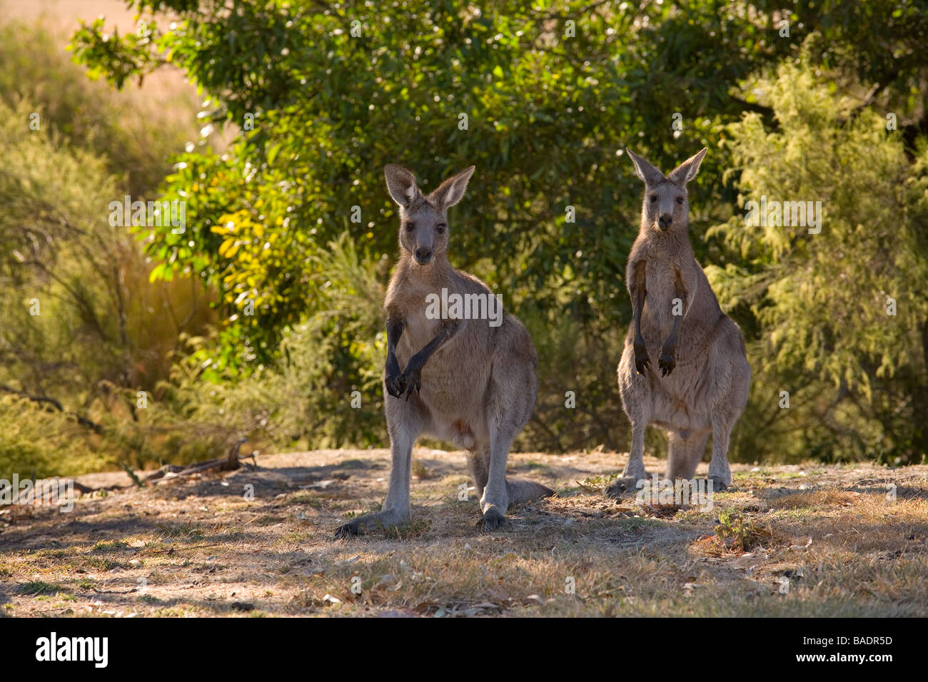 Canguri sul campo da golf a Melbourne in Australia Foto Stock