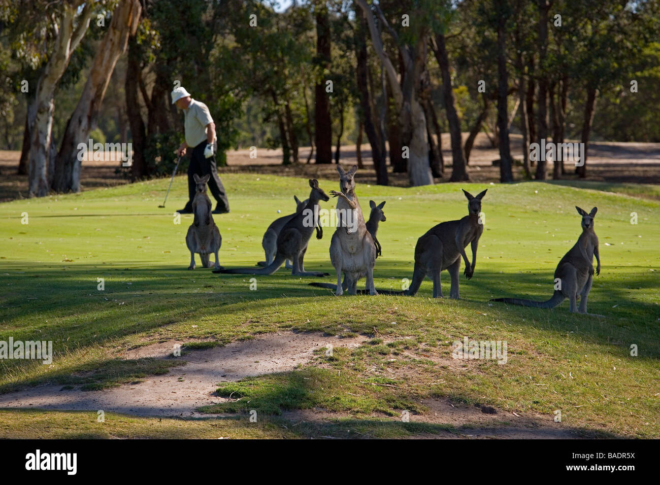 Canguri Sull decimo foro del campo da golf di Melbourne Foto Stock