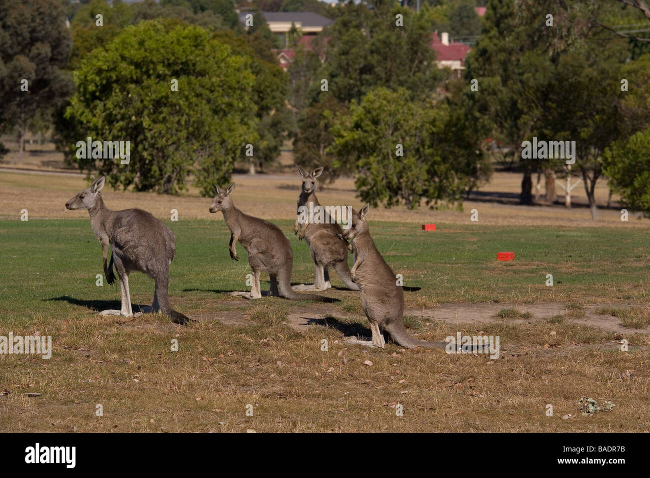Canguri il 4 Tee del campo da golf di Melbourne Foto Stock