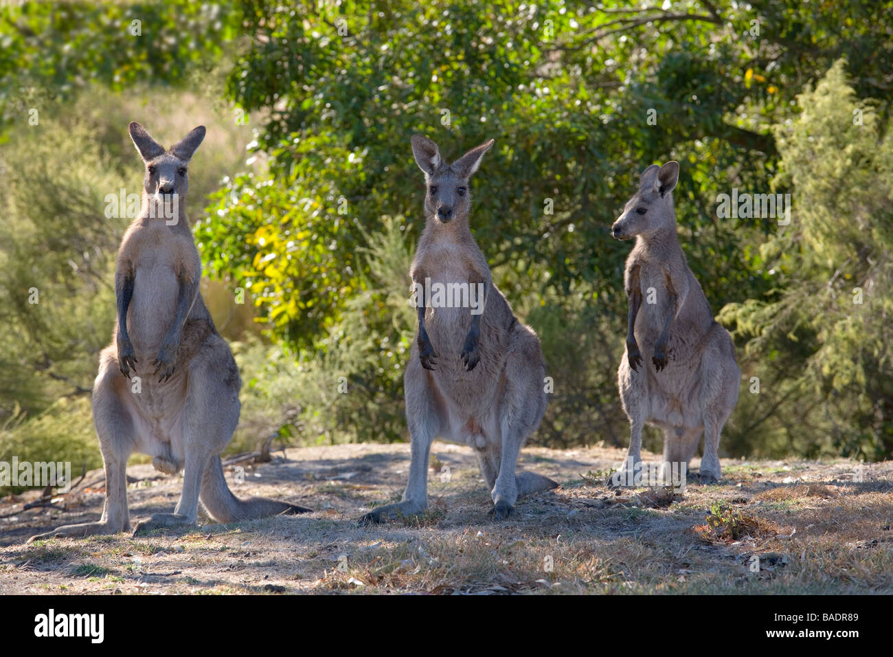 Kangaroo sul campo da golf di Melbourne Foto Stock