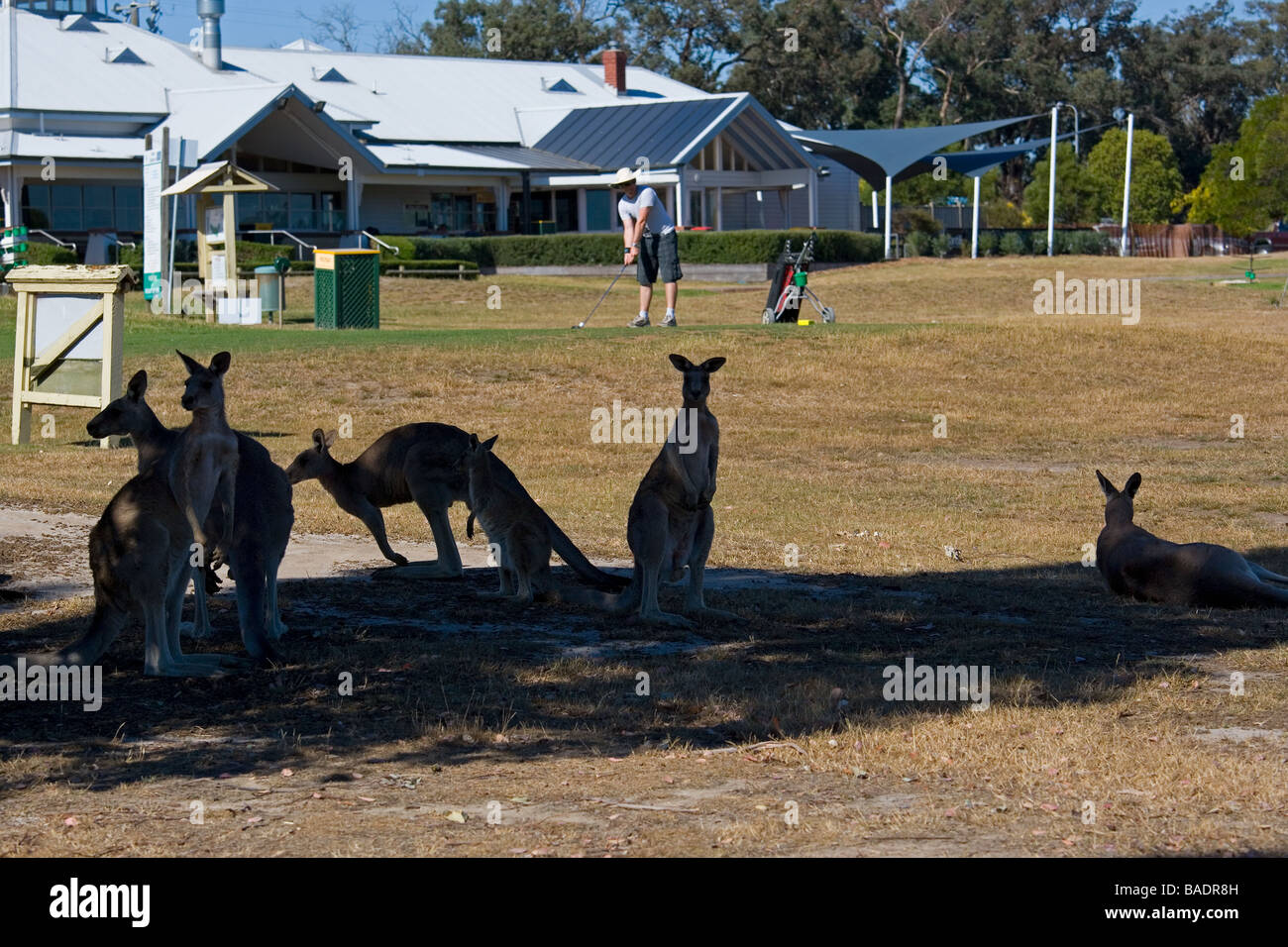Canguri sul primo tee al campo da golf a Melbourne in Australia Foto Stock