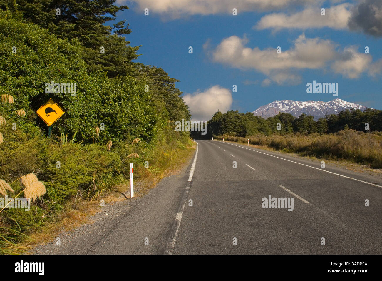 Kiwi segno Isola del nord della Nuova Zelanda Foto Stock