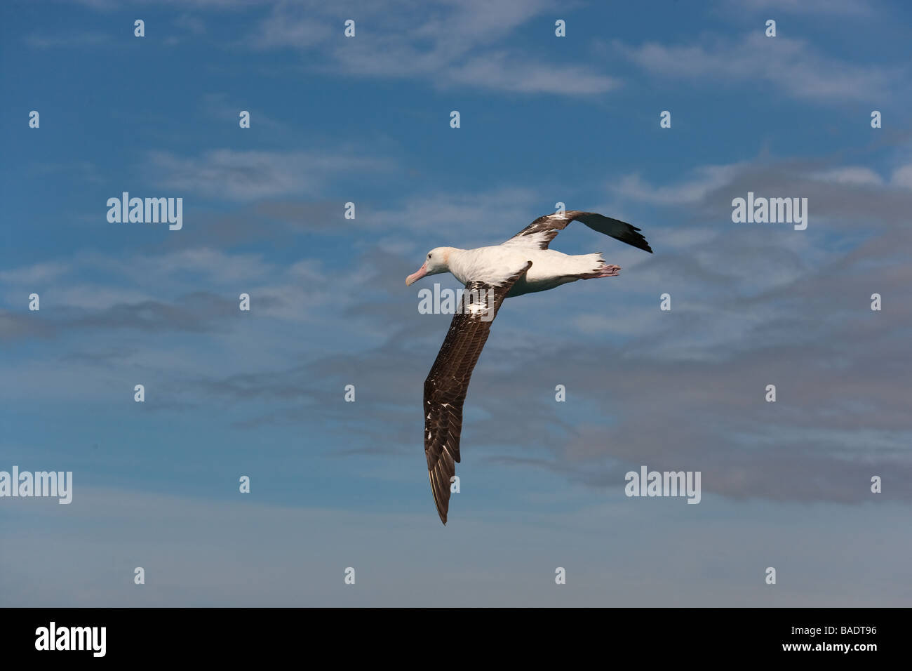 Albatro errante Diomedea exulans Kaikoura Nuova Zelanda Foto Stock