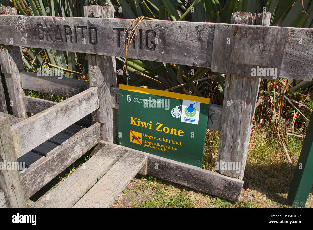 Area di Kiwi Isola del nord della Nuova Zelanda Foto Stock
