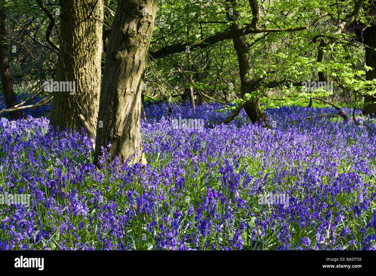 Legno di Bluebell Foto Stock