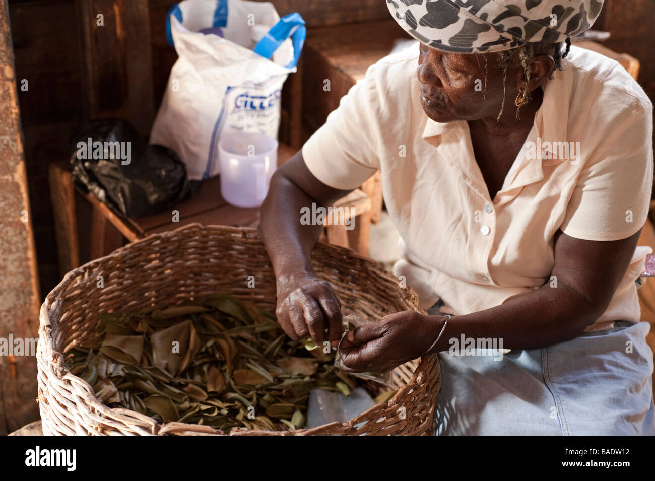 Locale matura donna seduta a fare un sacco di foglie di alloro da un cesto di foglie a Spezia Dougaldston Estate in Grenada Foto Stock
