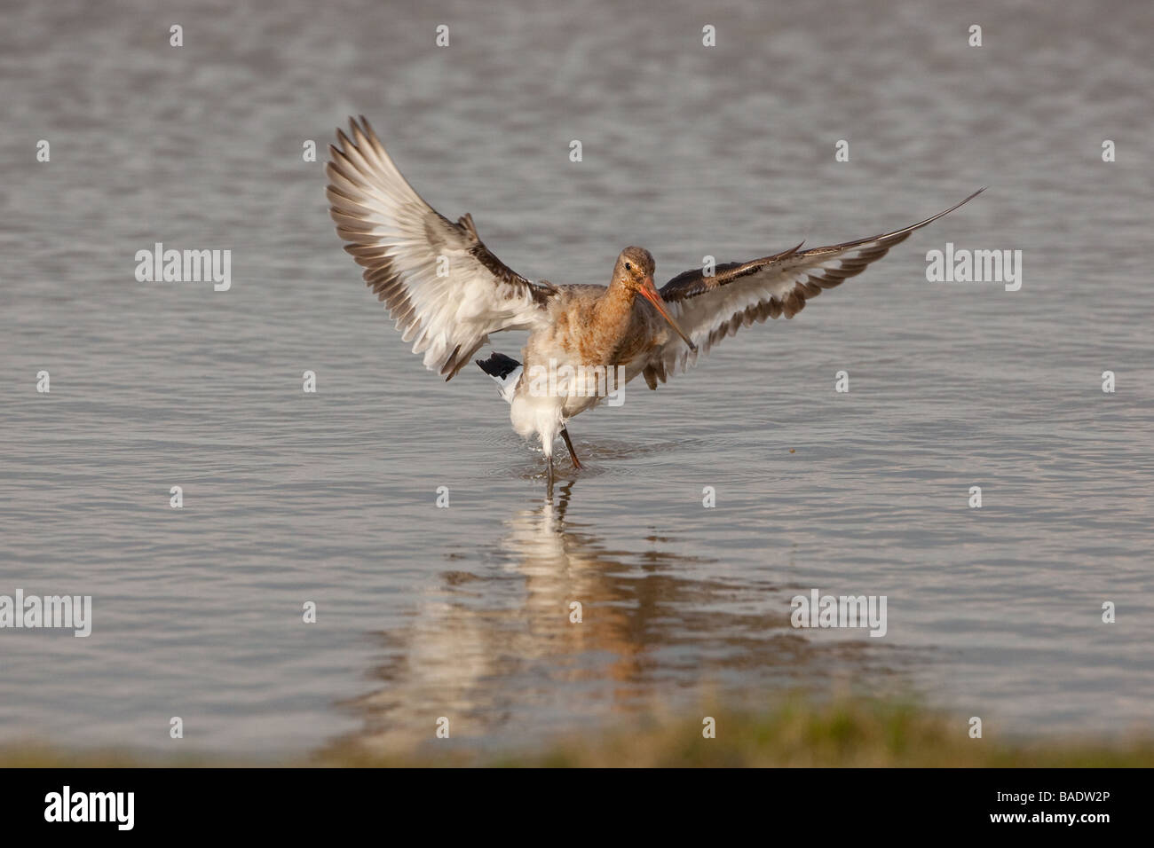 Nero-tailed Godwit Limosa limosa su paludi Cley Costa North Norfolk Foto Stock
