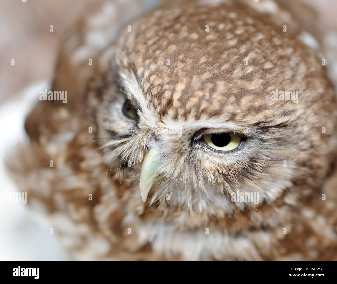 Un gufo predatori uccello notturno con la grande testa rotonda maggiore gli occhi e con la breve becco piegato Foto Stock