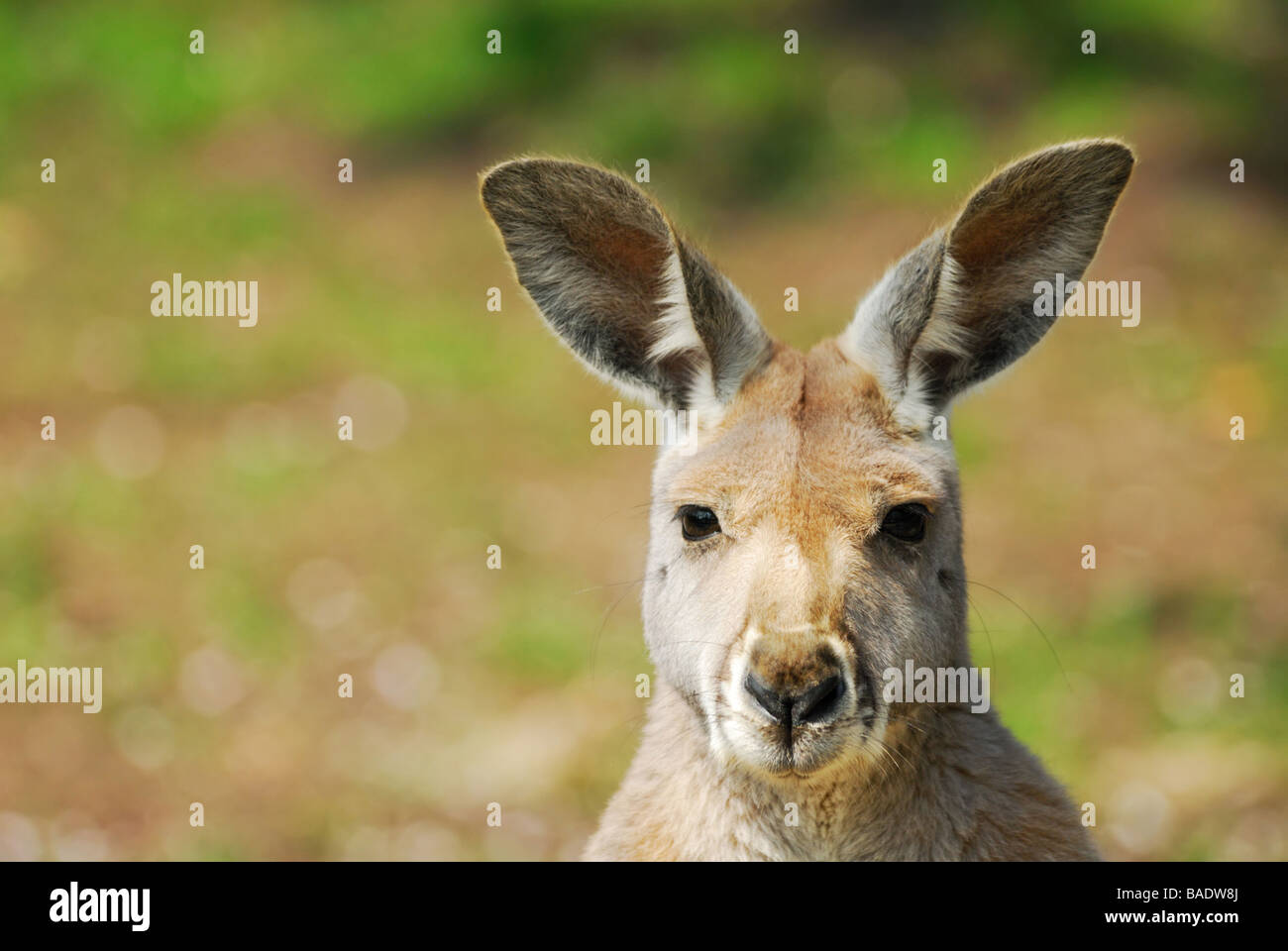 In prossimità di un bel canguro rosso Macropus rufus Foto Stock