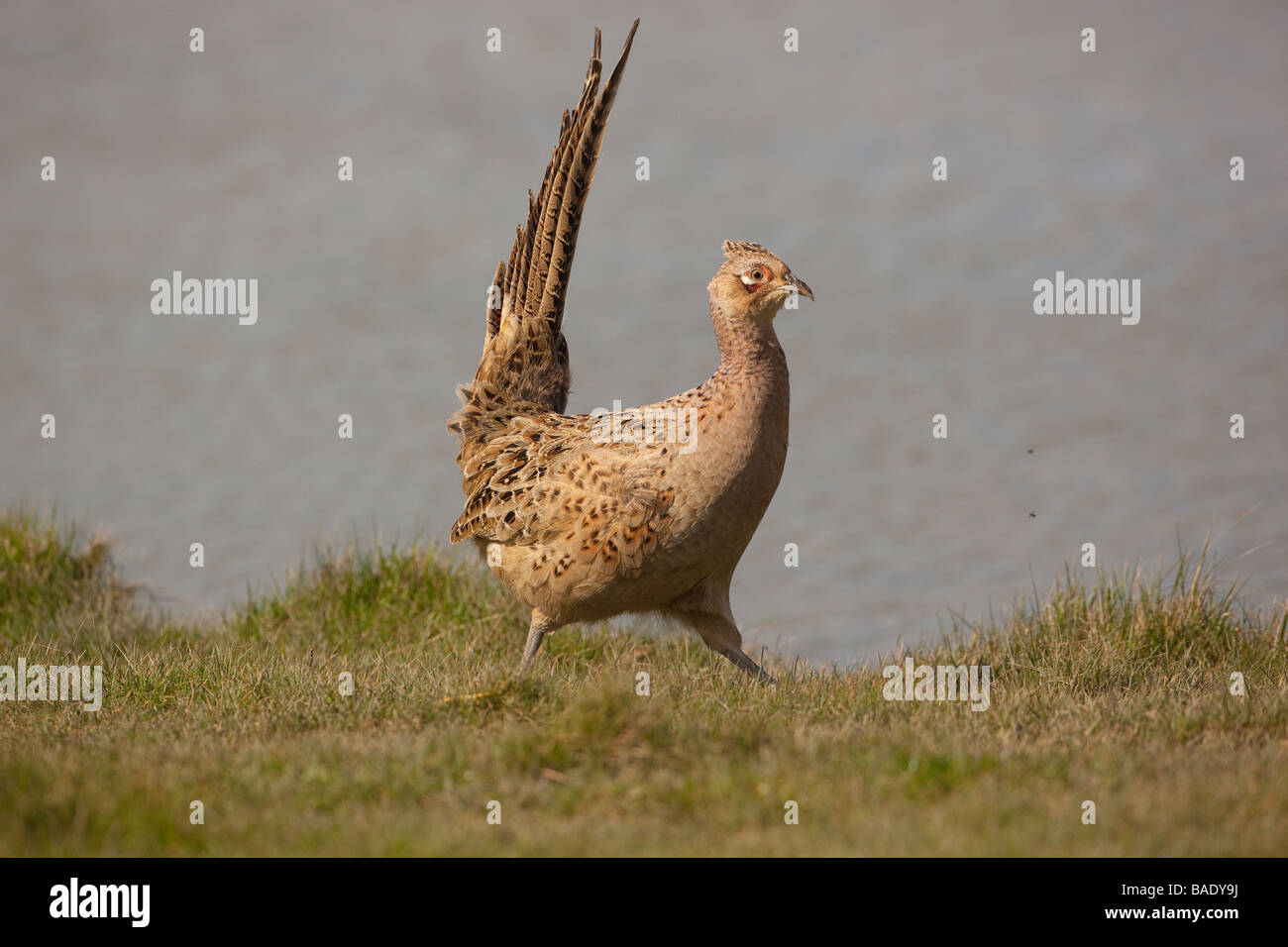 Fagiano femmina Phasianus colchicus sulla giornata di vento Norfolk Foto Stock