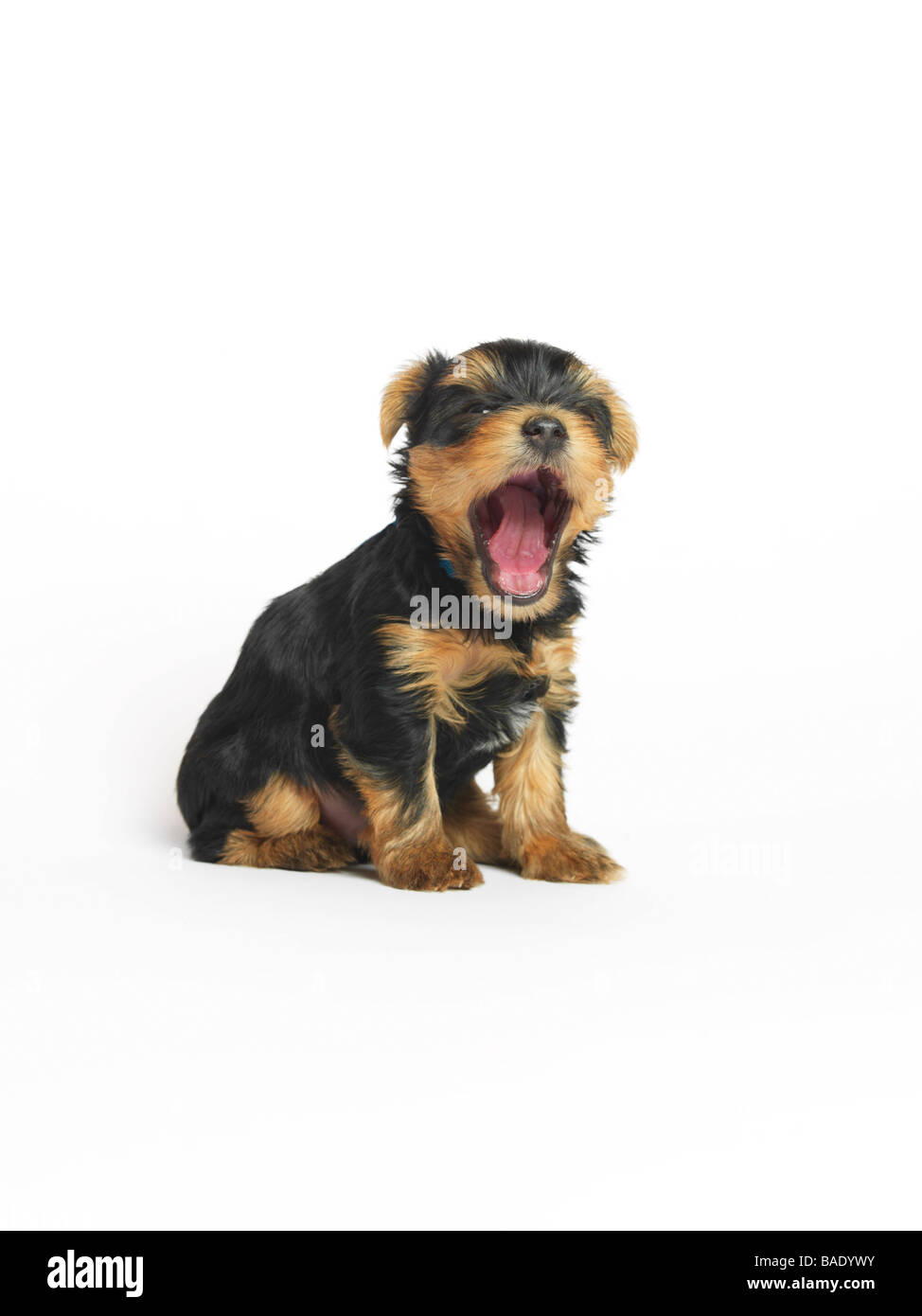 Ritratto di Yorkshire Terrier cucciolo Foto Stock