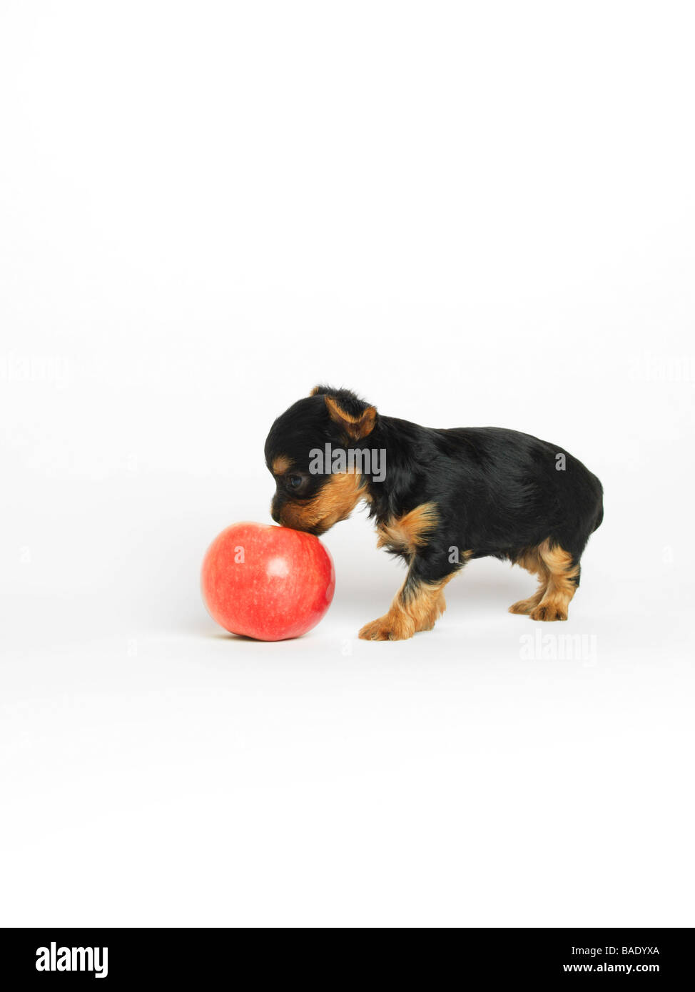 Yorkshire Terrier cucciolo con Apple Foto Stock