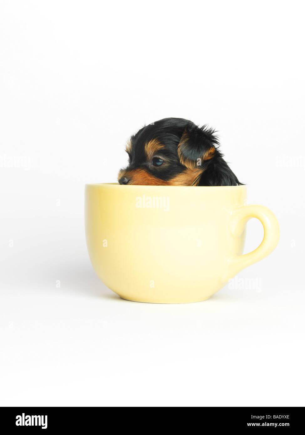 Yorkshire Terrier Puppy in tazza Foto Stock