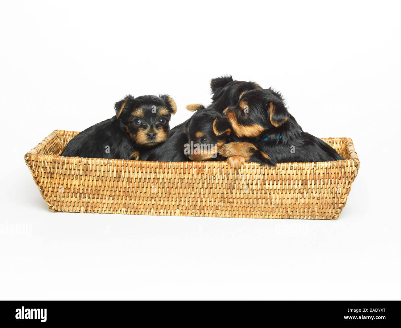 Yorkshire Terrier cuccioli in Basket Foto Stock