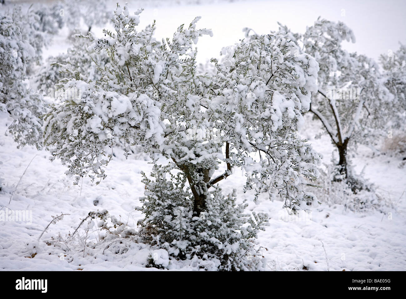 Francia, Alpes de Haute Provence, Manosque dintorni, oliva alberi coperti di neve Foto Stock