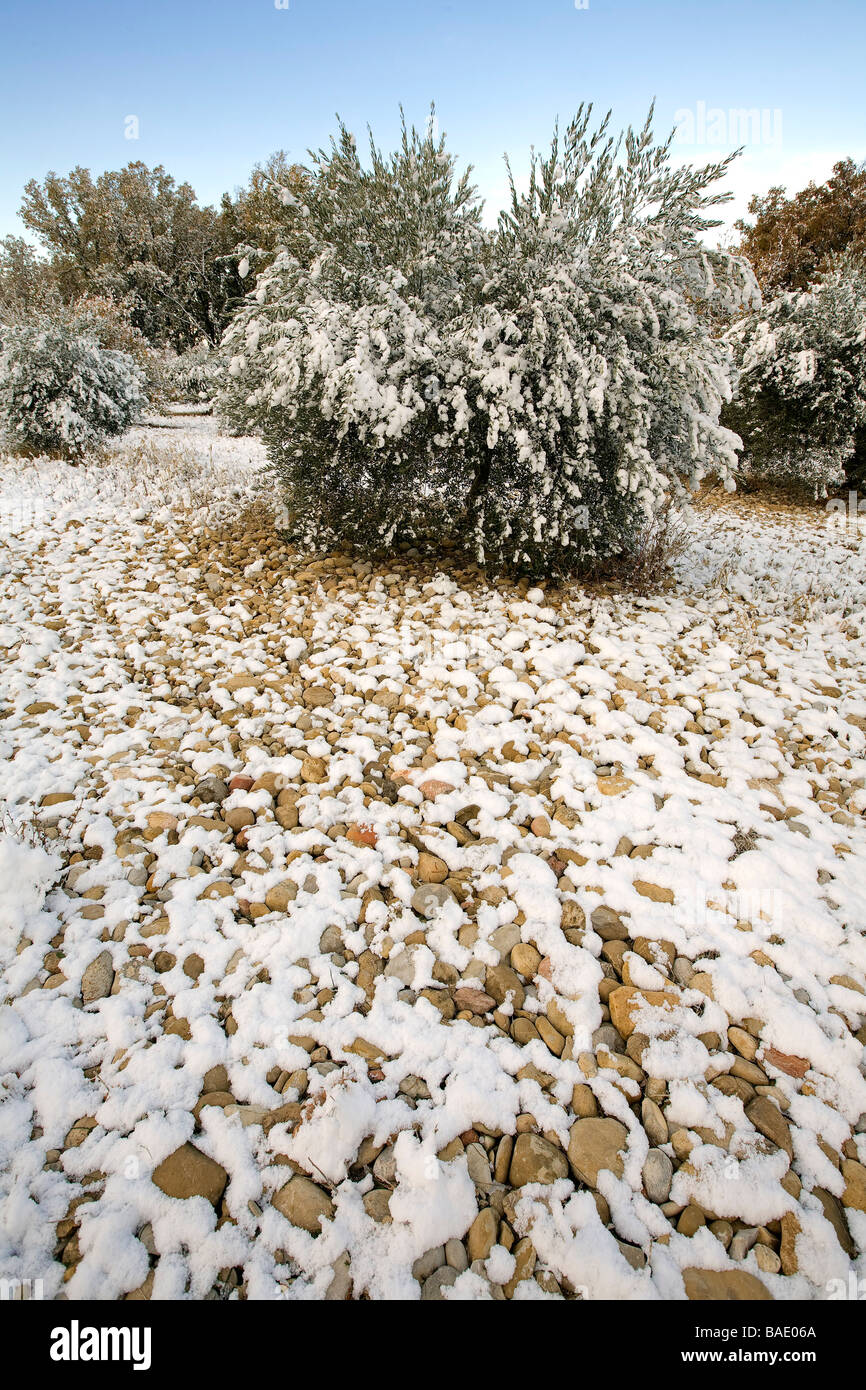 Francia, Alpes de Haute Provence, Manosque dintorni, oliva alberi coperti di neve Foto Stock