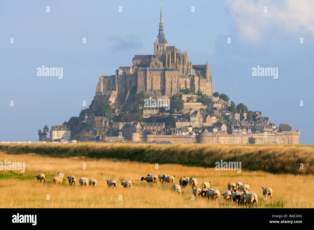 Pecore in un campo vicino a Mont Saint-Michel, Normandia, Francia Foto Stock