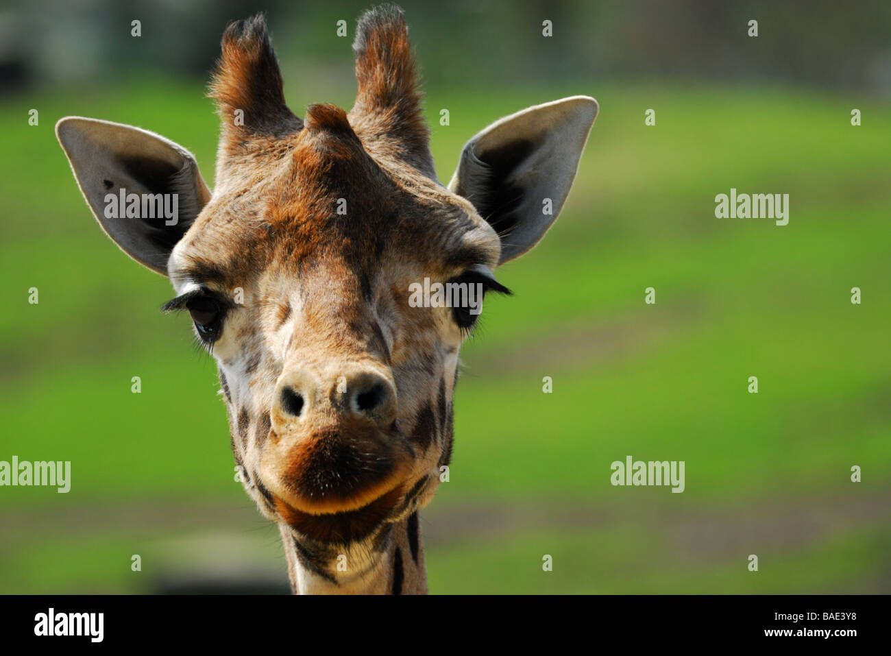 Primo piano di una giraffa divertente Foto Stock