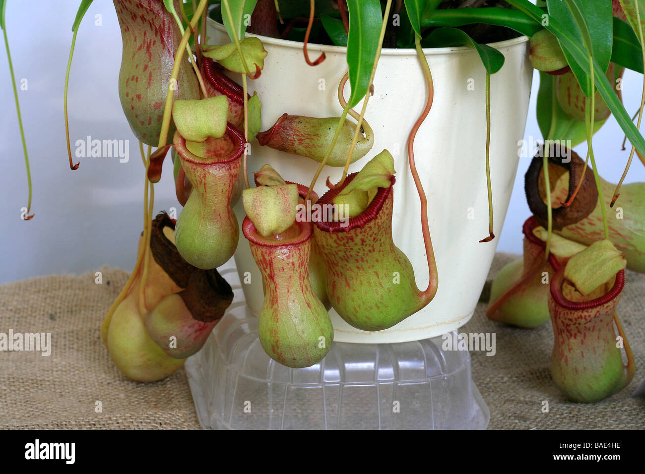 Nepenthes ventricosa Foto Stock