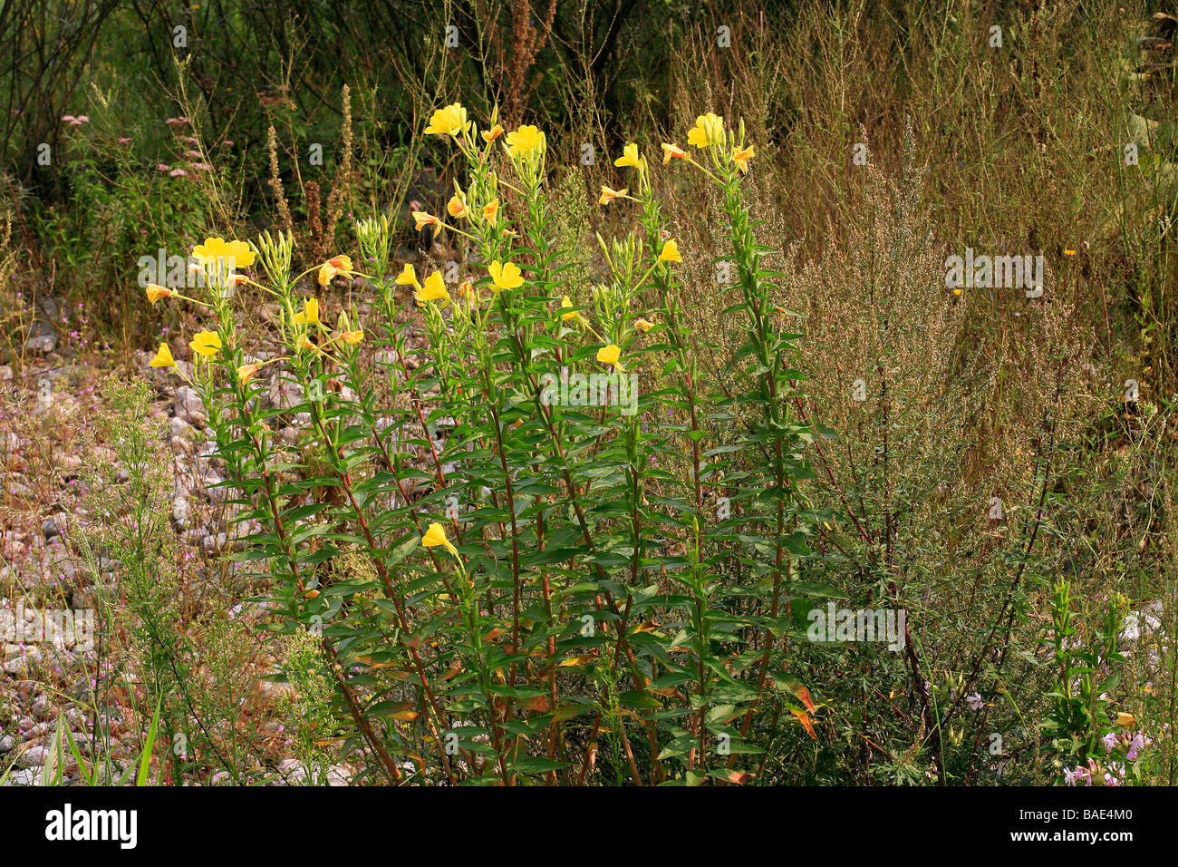 Oenothera biennis Foto Stock