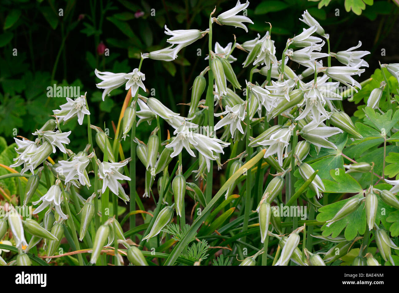 Ornithogalum nutans Foto Stock