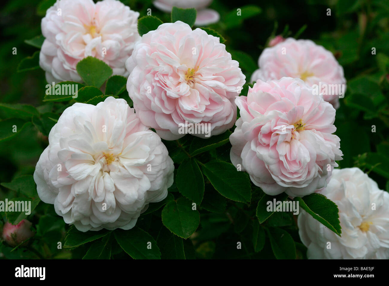 Rosa alba "Pompon Blanc Parfait', alba rose Foto stock - Alamy