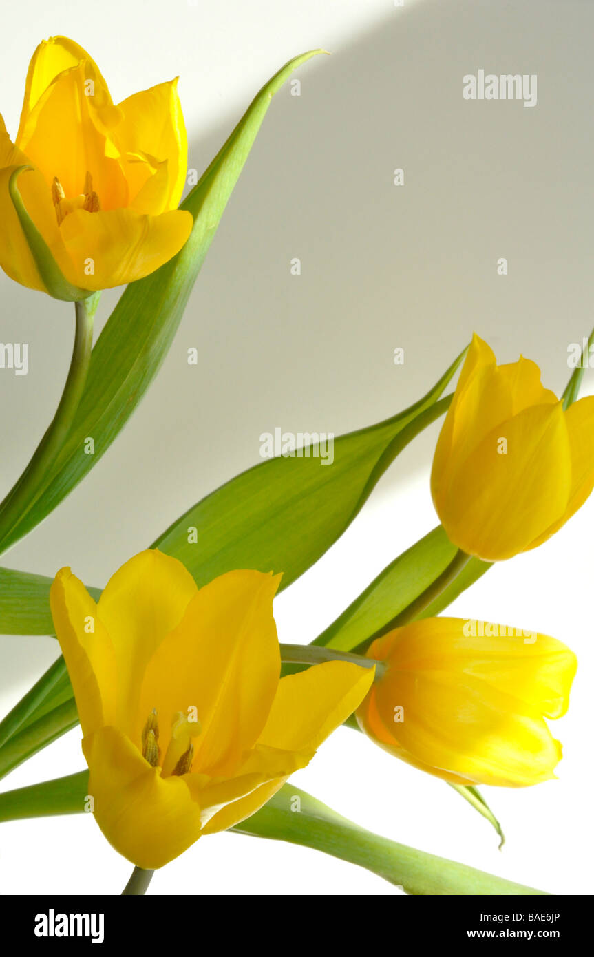 Tulipani gialli su un bianco / grigio Foto Stock