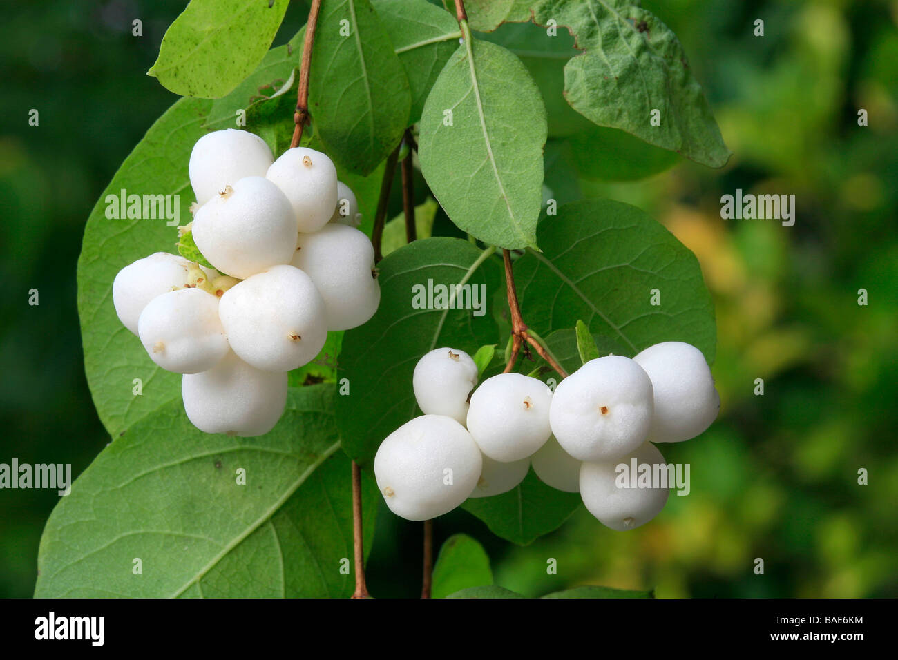 Symphoricarpos albus laevigatus var. Foto Stock