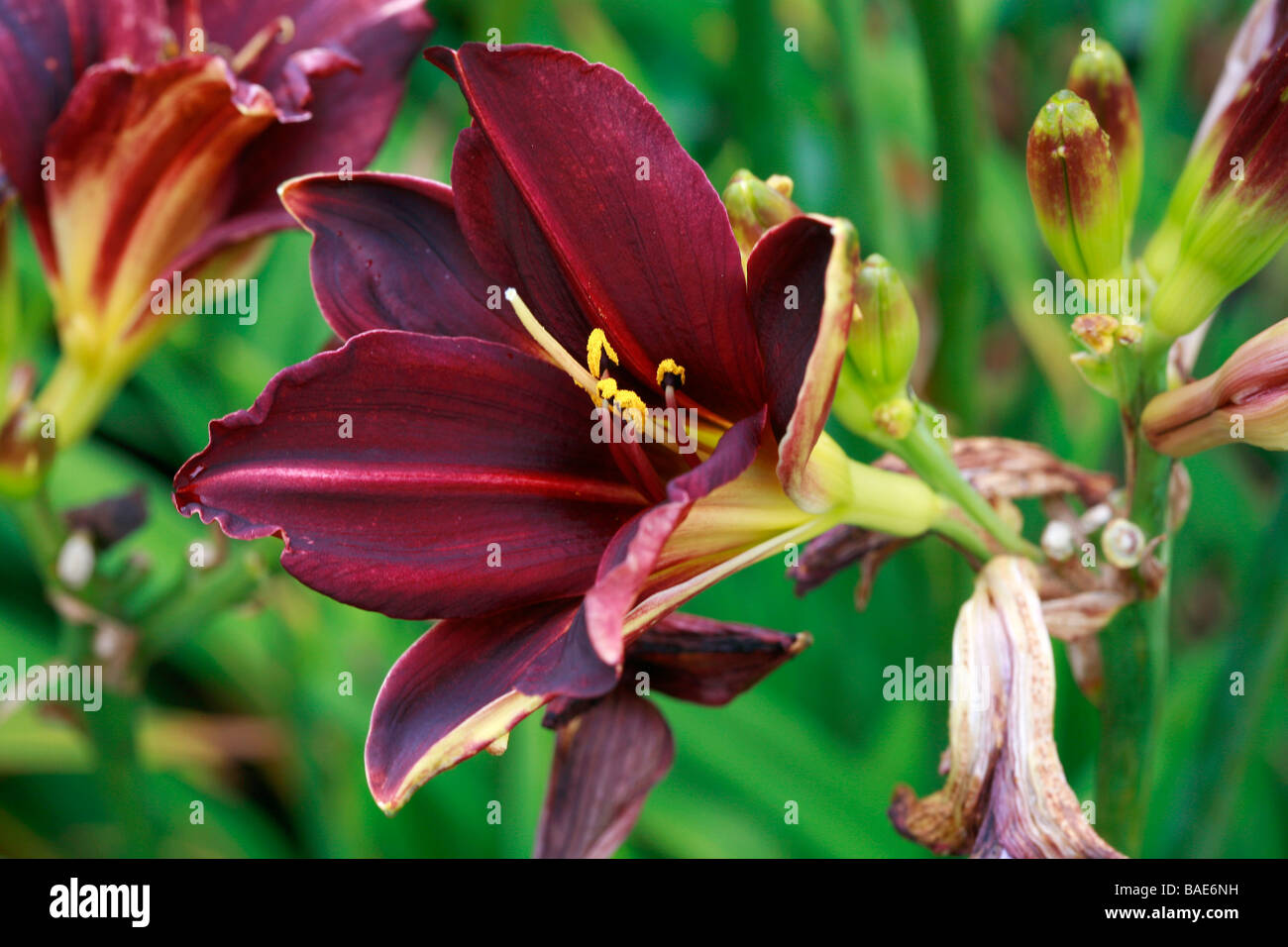 Hemerocallis American evoluzione Foto Stock