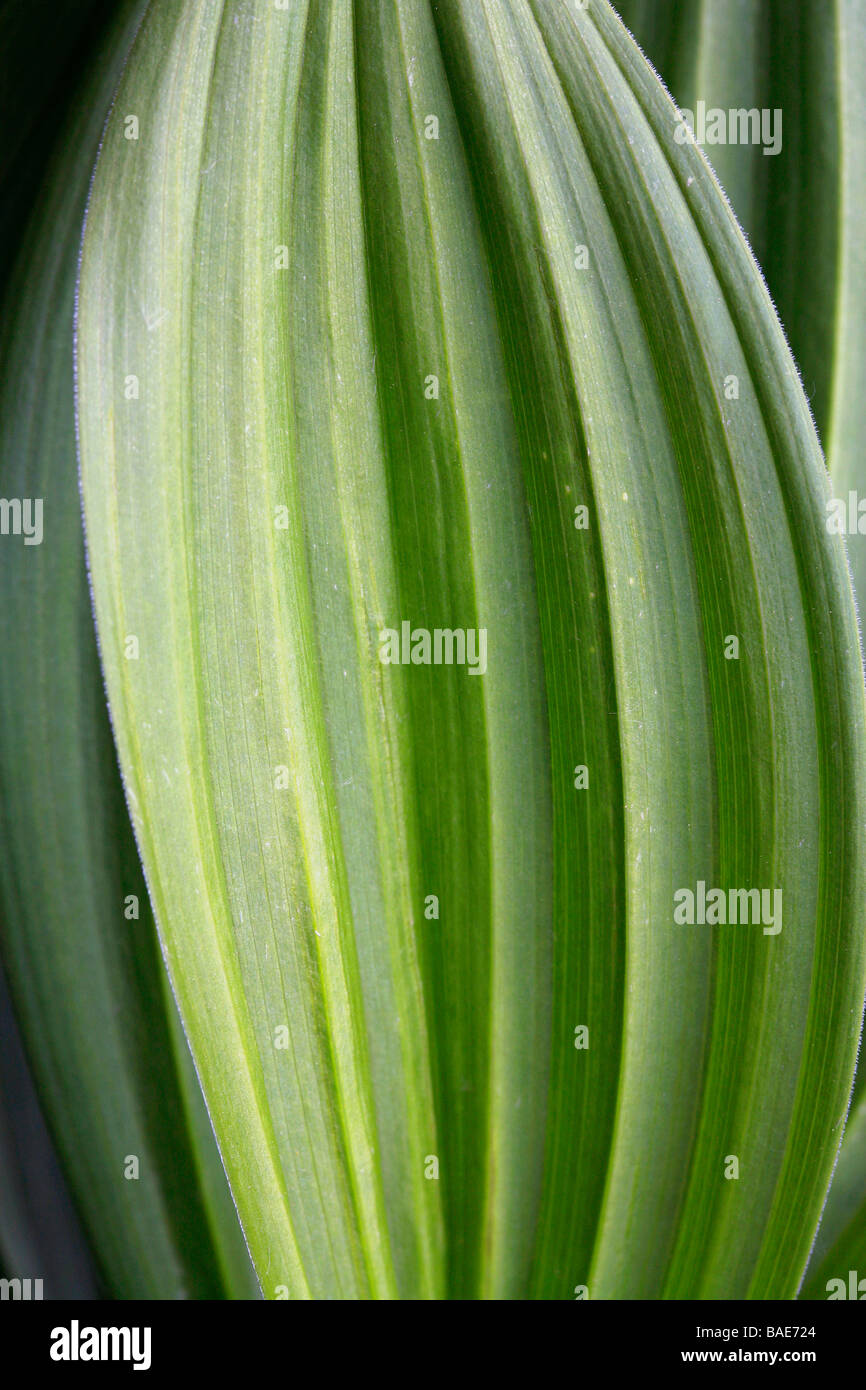 Veratrum album, leaf Foto Stock