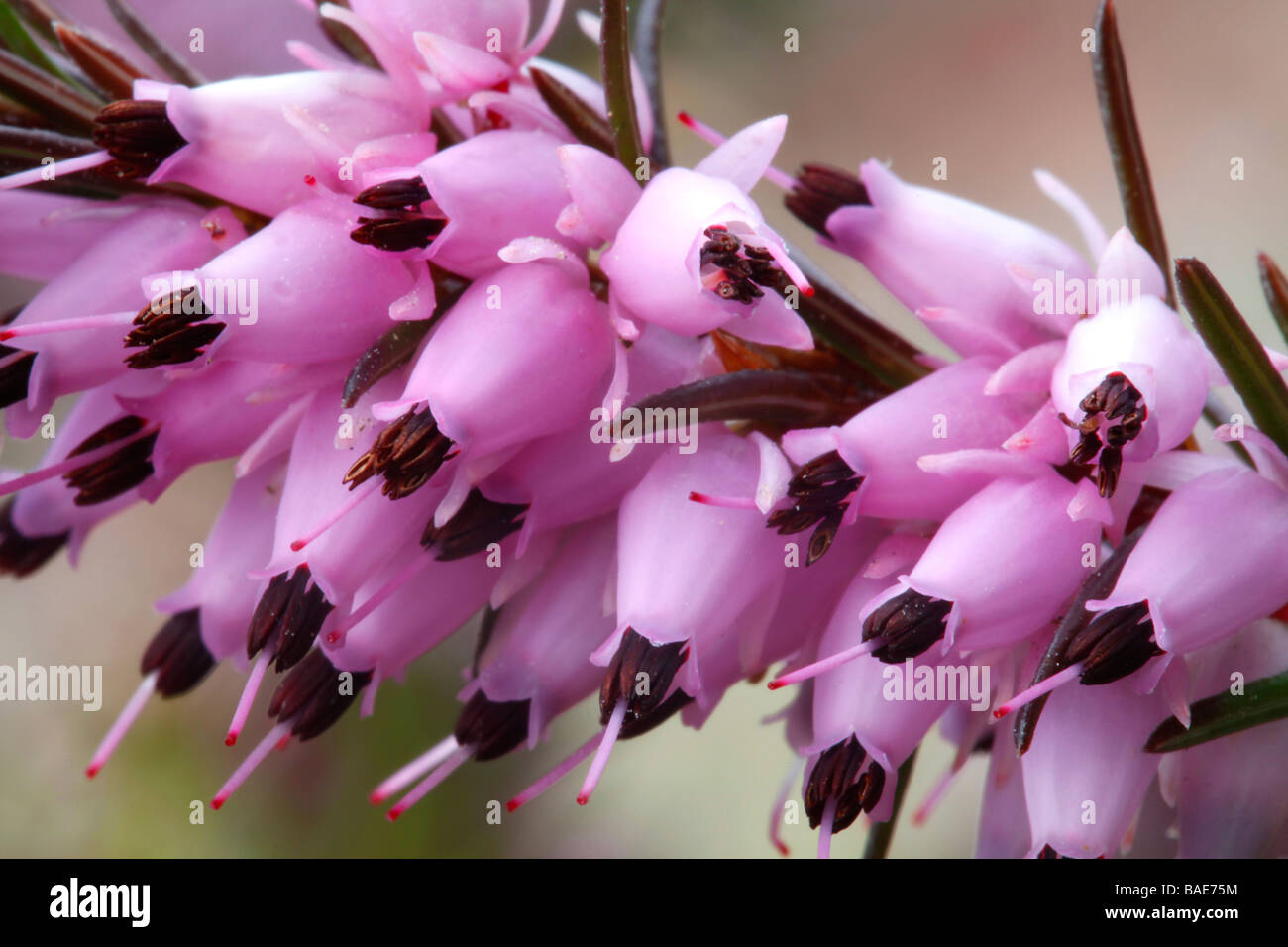 Erica carnea Foto Stock