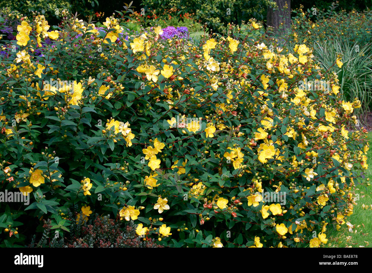 Hypericum patulum 'Hidcote' Foto Stock