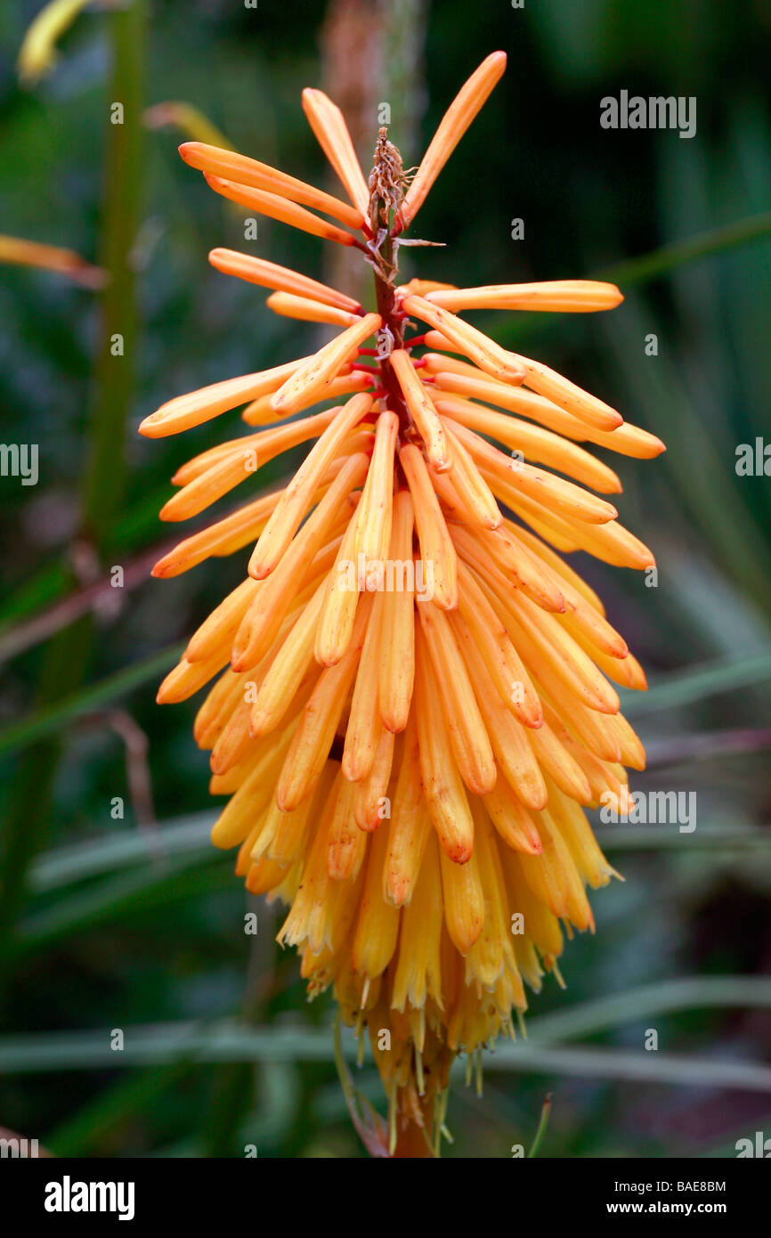 Kniphofia "scettro hining' Foto Stock