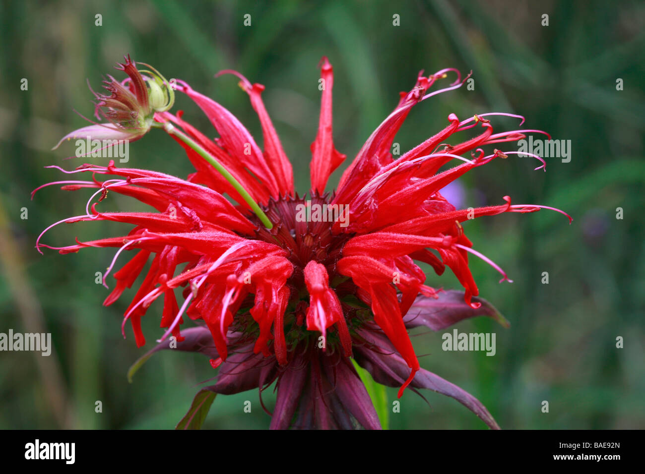 Monarda didyma 'Jacob Cline' Foto Stock