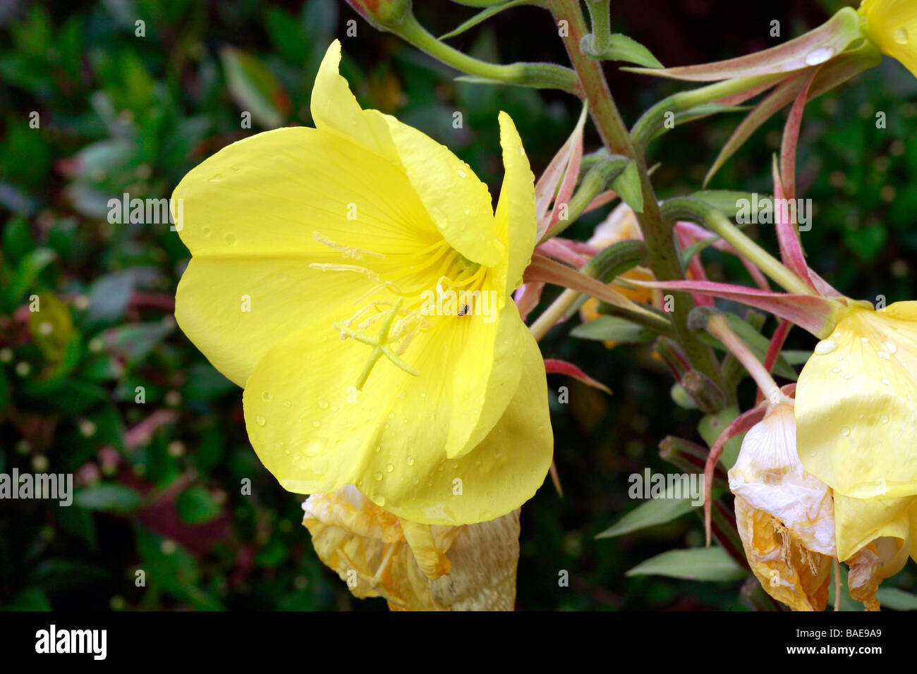 Oenothera fruticosa 'Fyrverkeri', sundrops Foto Stock