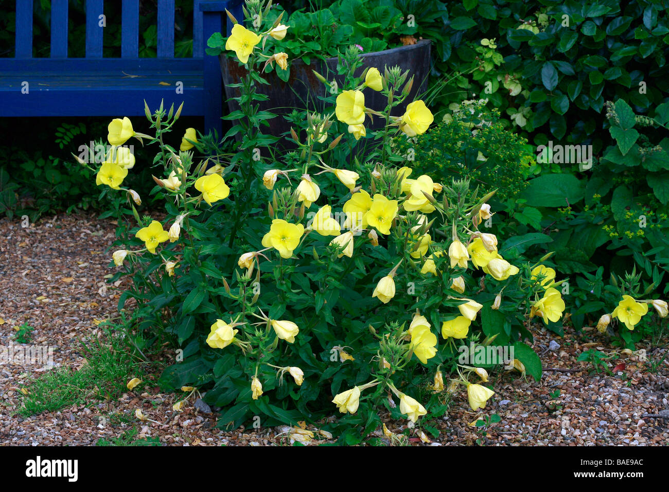 Oenothera fruticosa 'Fyrverkeri', sundrops Foto Stock