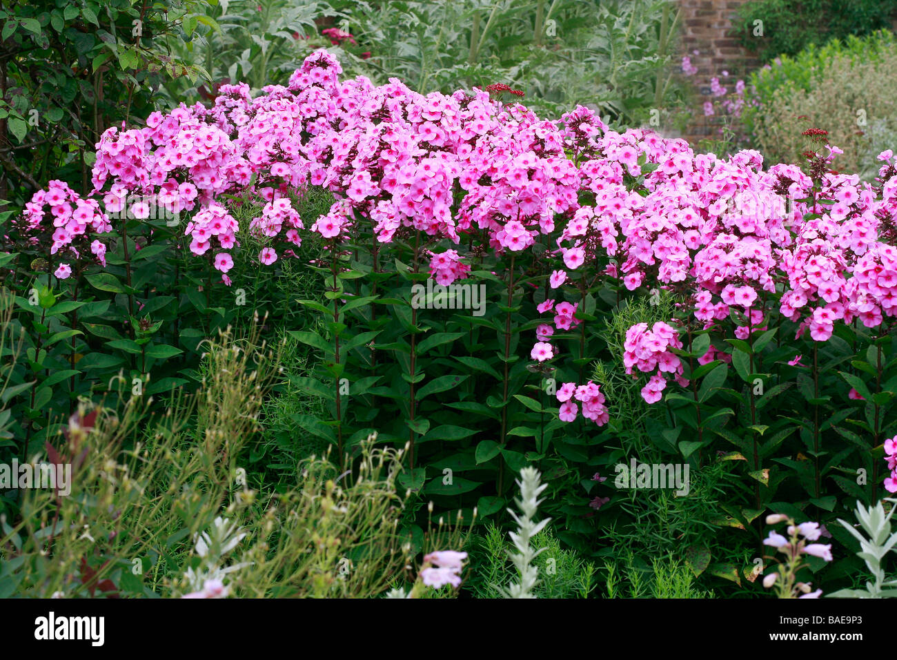 Phlox paniculata "Eva Cullum' Foto Stock