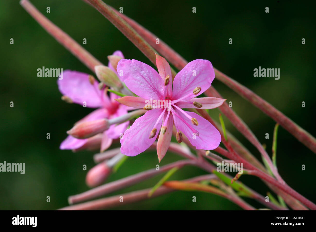 Epilobium dodonaei Foto Stock