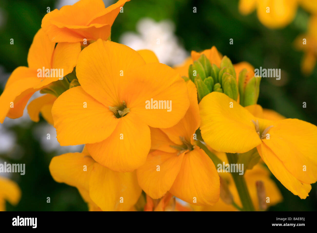 Erysimum cheiri Foto Stock