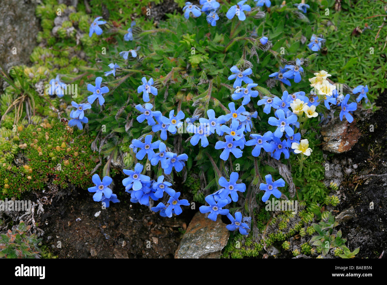 Eritrichium nanum Foto Stock