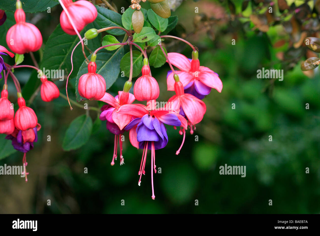 Fuchsia hybrida immagini e fotografie stock ad alta risoluzione - Alamy