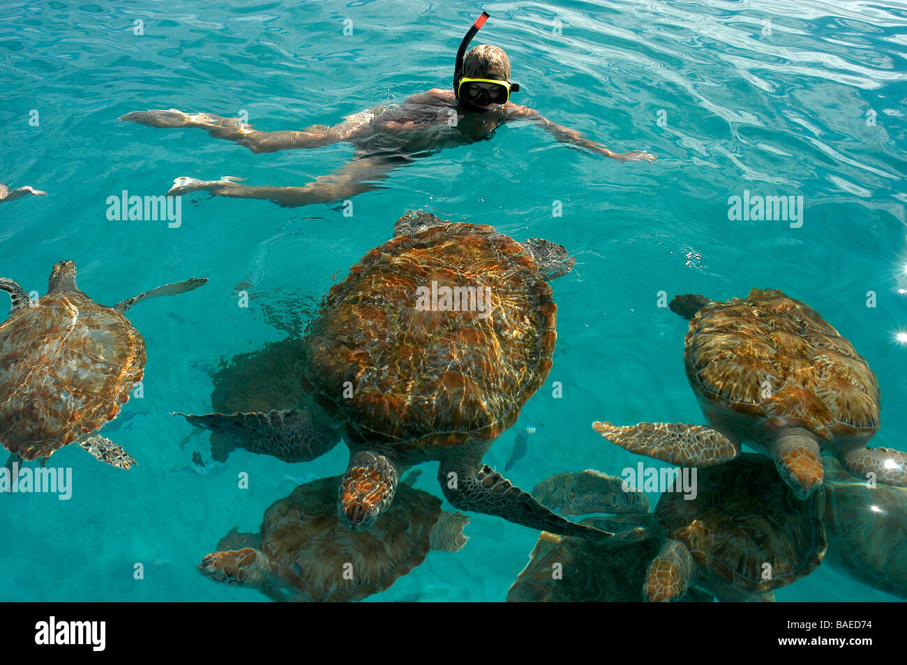 Una ragazza in un bikini nuota con tartarughe in un mare blu turchese al largo della costa di Santa Lucia Foto Stock