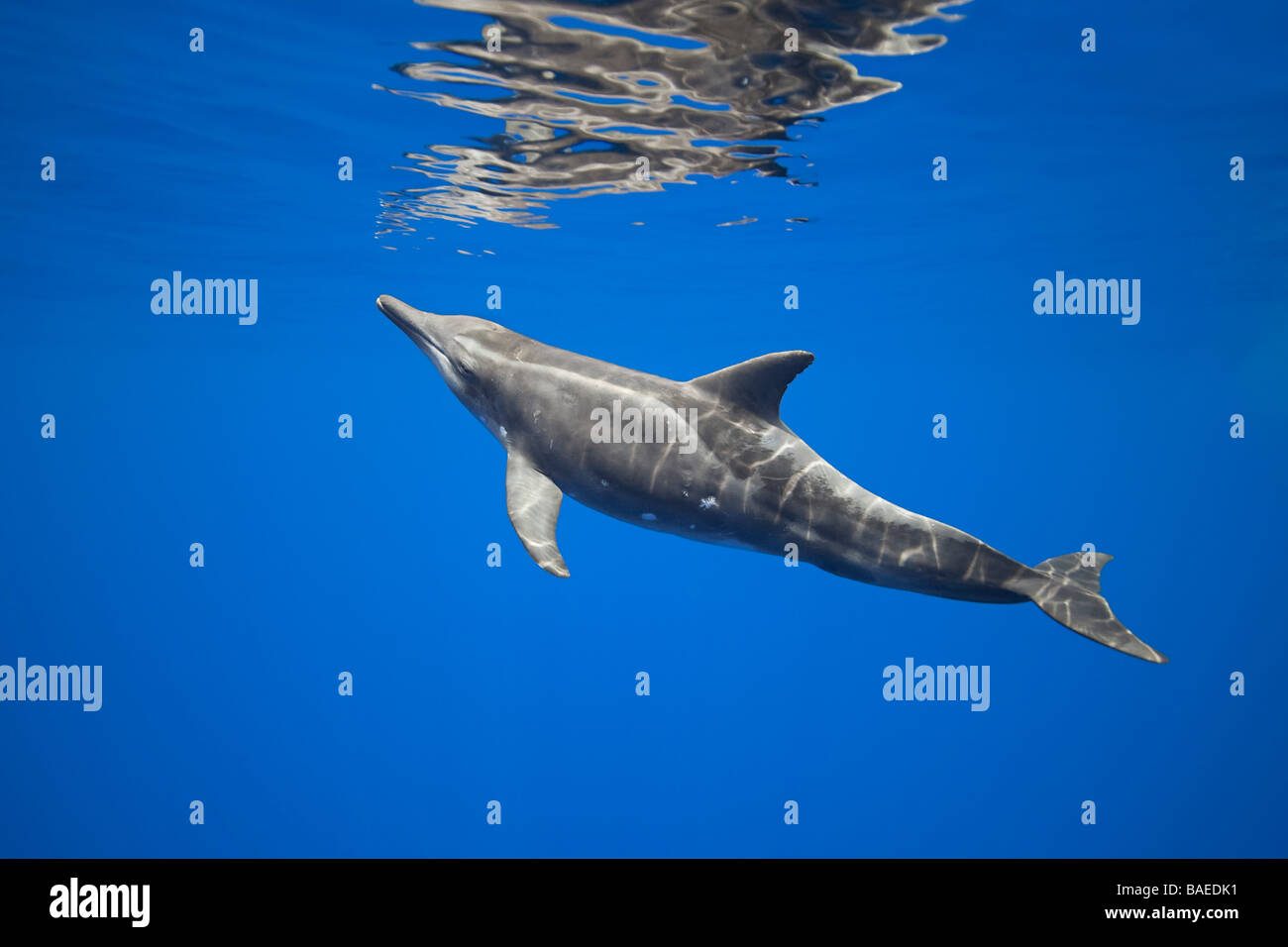Rough-delfino dentata, Steno bredanensis, avvicinandosi alla superficie per respirare, Costa di Kona, Big Island, Hawaii, Oceano Pacifico Foto Stock