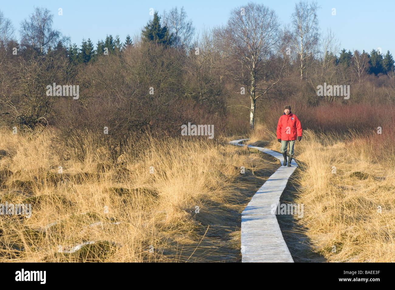 Hautes Fagnes riserva nella stagione invernale uomo a camminare su una passerella congelati Eupen provincia di Liegi in Belgio Foto Stock