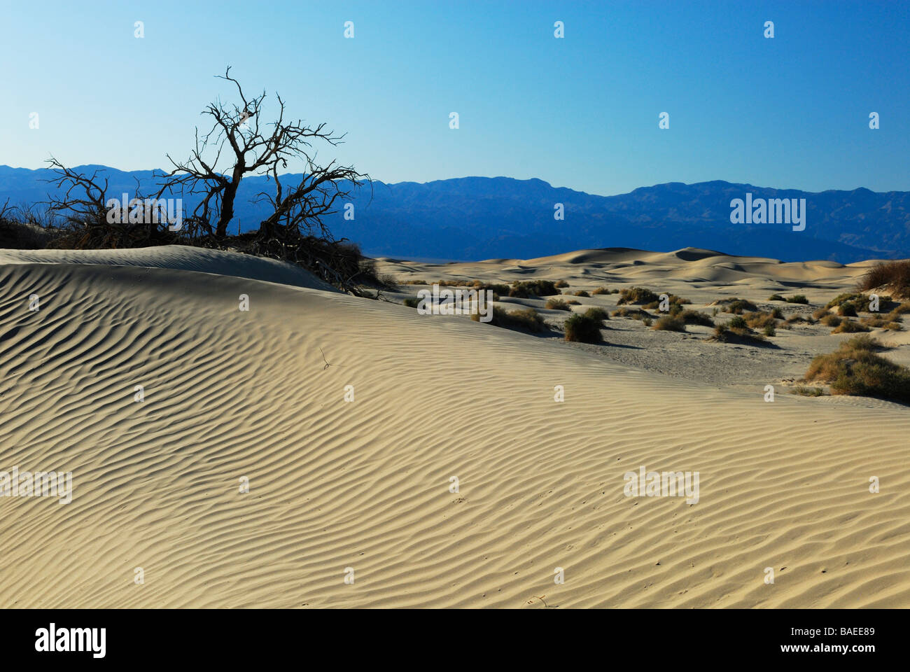 Gli alberi morti sulle dune di sabbia nella Death Valley, California Foto Stock