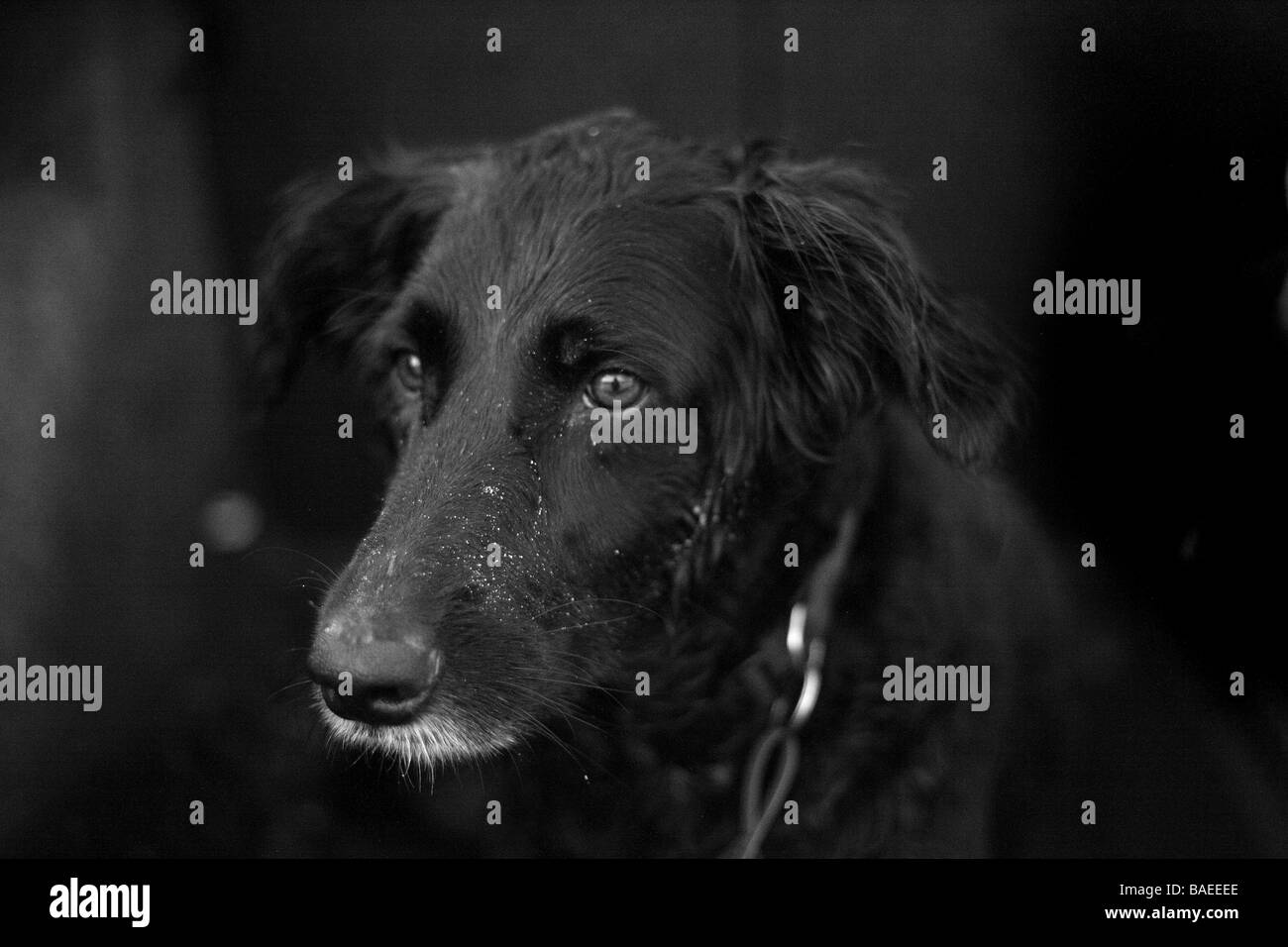 Close up di un cane in bianco e nero Foto Stock