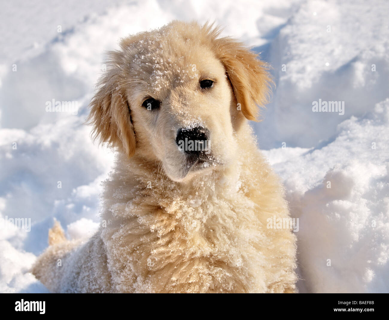 Golden Retriever 3 mese vecchio cucciolo nella neve è stato in esecuzione e giocare nella neve e neve ha sul suo volto. Foto Stock