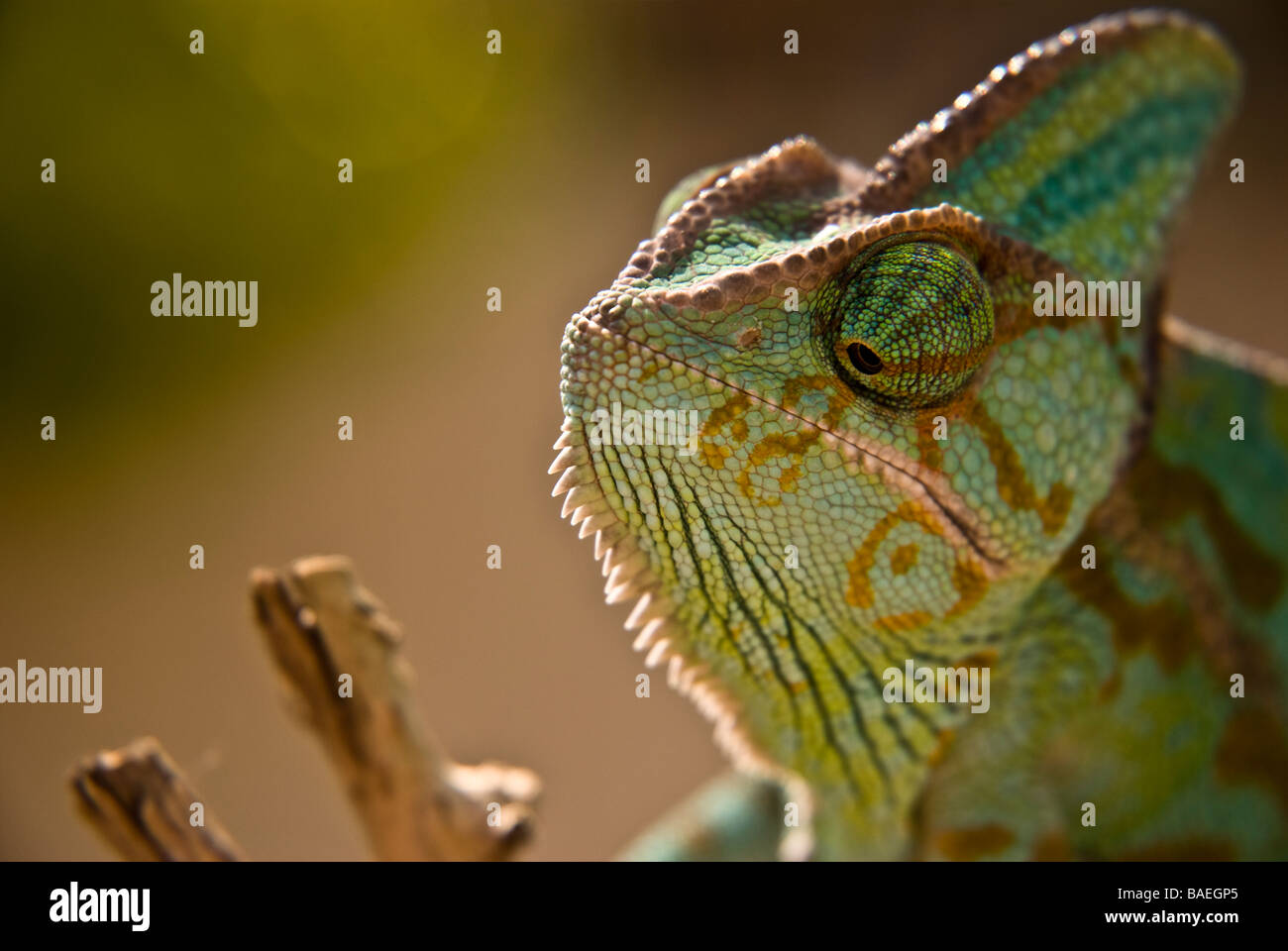 Chameleon Foto Stock