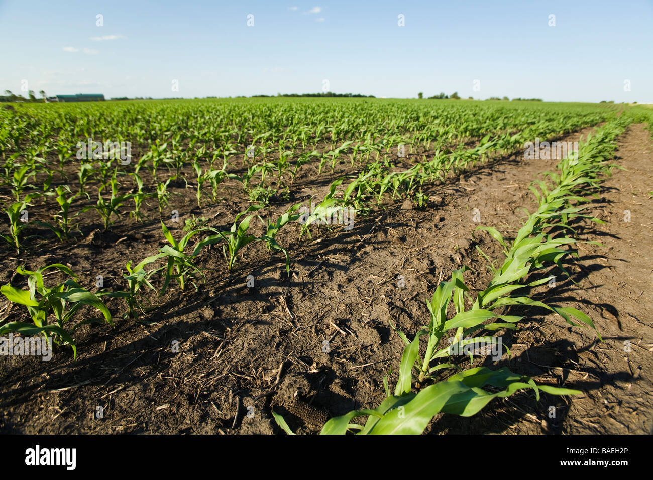 ILLINOIS DeKalb righe di stocchi di mais in campo agricolo in agriturismo in primavera Foto Stock